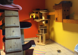 Katzenpension Hafner