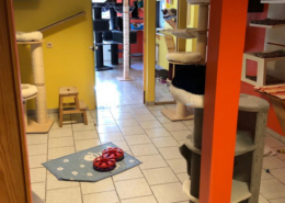 Katzenpension Hafner