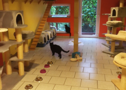 Katzenpension Hafner